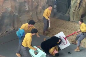 Медведь напал на дрессировщика во время шоу в сафари-парке в Китае