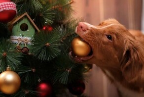 Собаки против новогодних елок