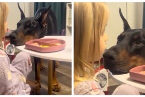 Профессиональный попрошайка за работой