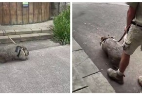 В Австралии наняли людей, которые гуляют с вомбатами