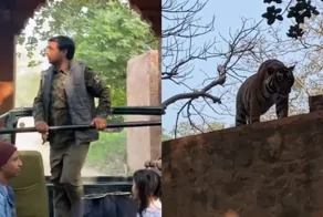 Тигр перепугал туристов своим появлением