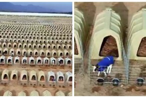 Будки вместо стада: как в Китае выращивают телят по индивидуальной системе