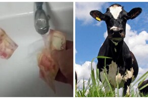 Башкирский фермер разделал корову и&nbsp;нашел внутри кошелек с&nbsp;деньгами