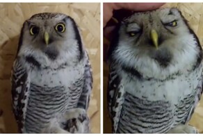Сова любит, когда ей чешут голову