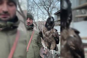 Мужчина показал, как хищная птица проглатывает добычу