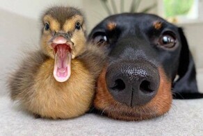 Намешалось&nbsp;