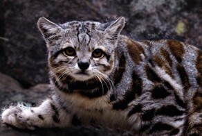 20 природных диковин, от которых перехватывает дыхание