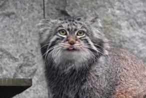 Манул Тимофей успешно завершил процесс зажировки