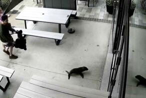 Морской котик пробрался в бар в Новой Зеландии