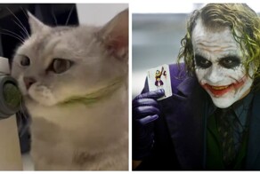 Пушистый фанат Джокера