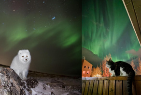 Как северное сияние влияет на поведение животных?