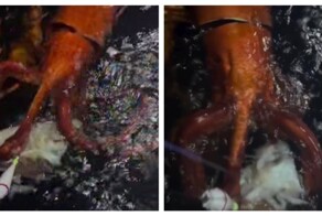 У берегов Японии заметили редкого кальмара