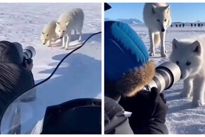 Уникальные кадры полярной семьи в арктических просторах