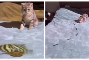 Хозяин кота развлекает питомца с помощью проектора