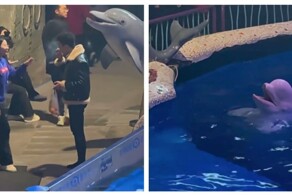 Белуха затушила сигарету курильщика в Китае