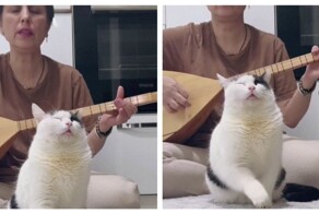 Кот обрёл внутренний покой