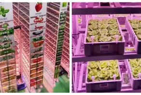 Ферма будущего в Китае