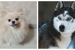 Помесь померанского шпица и хаски