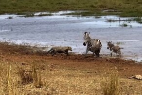 Зебра с детенышем отбились от леопарда