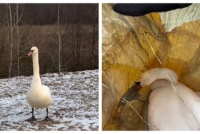 Жители Татарстана спасли лебедя с травмированным крылом