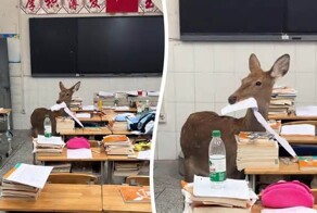 Олень забрёл в китайскую школу и съел домашнее задание ученика