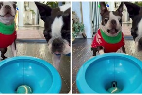 Пёс любит ловить мячик