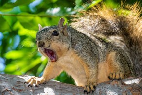 Белки атакуют