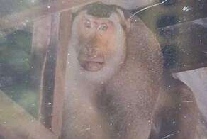 В Таиланде дикая мартышка загрызла пенсионера