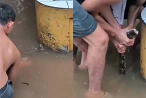 В Таиланде поймали гигантского питона на затопленной улице