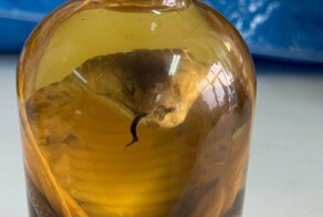 Россиянка попыталась ввезти из Вьетнама вино с настоящей коброй внутри