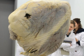 Что это..? (7 фото)