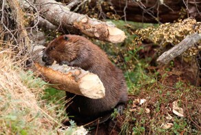 Как бобры помогают в борьбе с пожарами