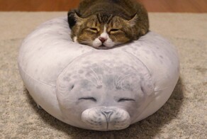 20 проверенных приёмов кототерапии, которые избавят от стресса и подарят заряд энергии