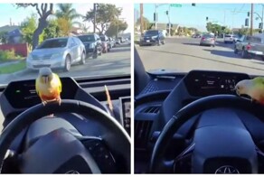 Попугай любит сидеть на руле в машине хозяина