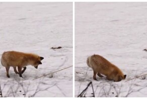 Лиса охотится на грызуна