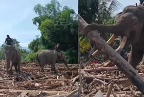 В Индонезии для расчистки последствий наводнения привлекли четырёх слонов
