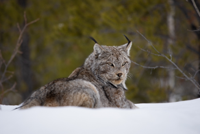 Канадская рысь