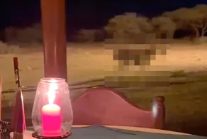 Романтический ужин на сафари: зебра добавила «энергии» в атмосферу