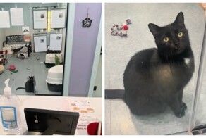 Кот каждый день садился у двери, ожидая своих будущих хозяев