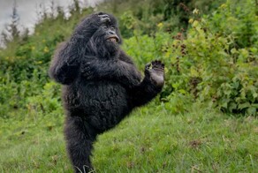 Снимок танцующего детёныша гориллы победил на конкурсе самых забавных фото животных