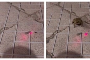 Жаба с лазерным наведением