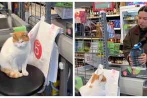 В магазине появился необычный пушистый кассир