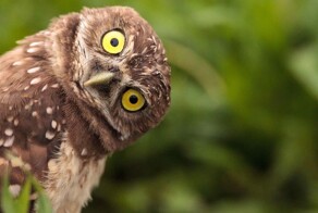 Смешные и милые совы