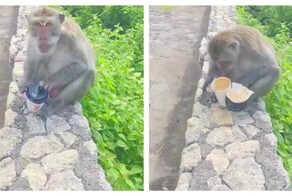 Обезьяна украла стакан с кофе и поплатилась за это