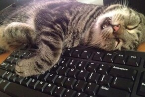 22 нетривиальных места для сна, которые могут выбрать и одобрить только котики