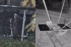 Опоссума запустили в небо, используя крупную самодельную рогатку