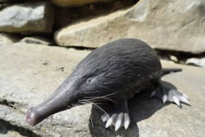 Пиренейская выхухоль: Похож на ошибку эволюции, но это идеальный водный хищник!