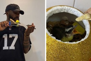 Мужчина смастерил «маму» для птенца