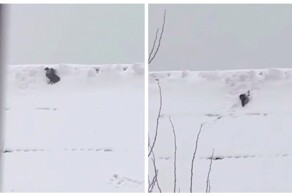 Ворона катается с "горки"