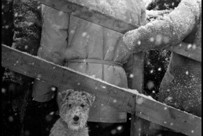 Собачья жизнь. ч.1